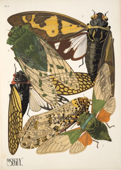 Tafel 2 aus Insekten, veröffentlicht in den 1930er Jahren von Émile Allain Séguy