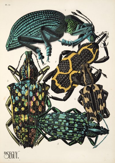 Tafel 14 aus Insekten, veröffentlicht in den 1930er Jahren von Émile Allain Séguy