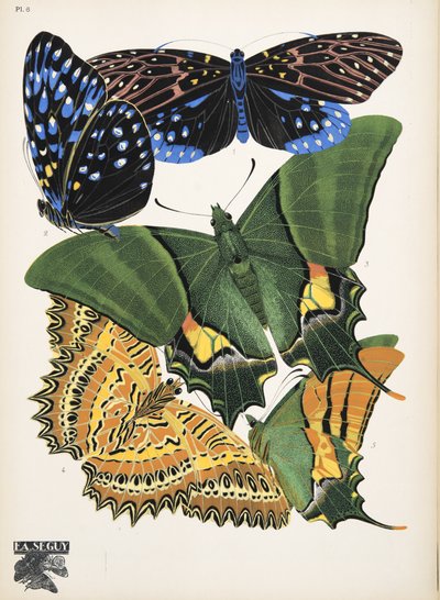 Tafel 6 aus Papillons, veröffentlicht 1925 von Émile Allain Séguy