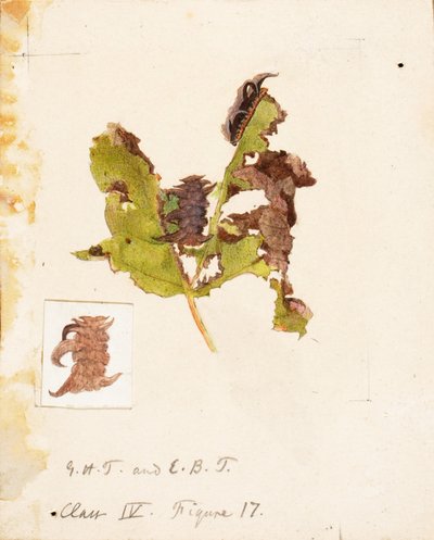 Zerknitterte Blattrand-Raupe, Studie für das Buch Tarnfärbung im Tierreich von Emma Beach Thayer