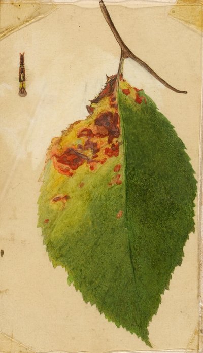 Zerknittertes und verwelktes Blatt, das eine Raupe nachahmt, Studie für das Buch Tarnfarbe im Tierreich von Emma Beach Thayer