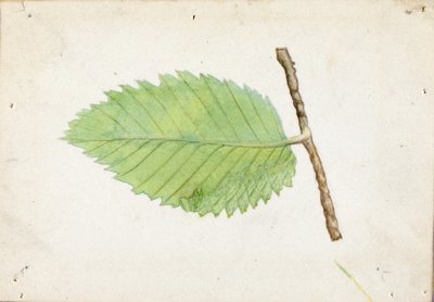 Gezackter Blattrand-Raupe, Studie für das Buch Tarnfärbung im Tierreich von Emma Beach Thayer