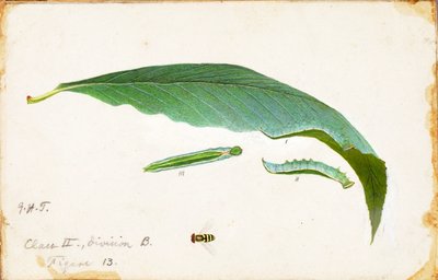 Ungefleckter Buchenblatt-Randraupen, Studie für das Buch "Concealing Coloration in the Animal Kingdom" von Emma Beach Thayer