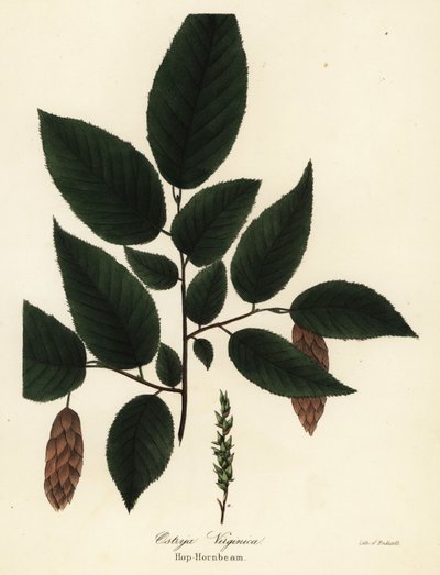 Amerikanische Hopfenbuche, Ostrya virginiana (Hopfenbuche, Ostrya virginica) von Endicott Endicott