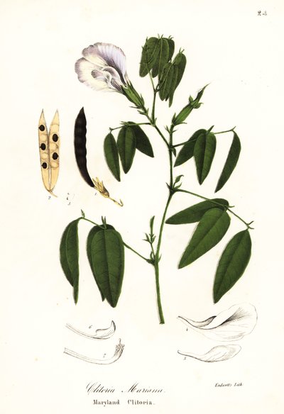 Schmetterlingserbse, Atlantische Taubenflügel oder Maryland Clitoria, Clitoria mariana von Endicott Endicott