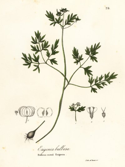 Frühlingsbote, Pfeffer und Salz oder Knolliger Erigenia, Erigenia bulbosa von Endicott Endicott