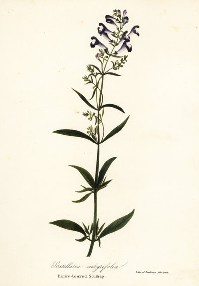 Helmblume, Scutellaria integrifolia von Endicott Endicott