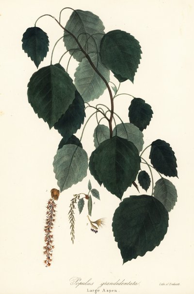 Große Espe, Populus grandidentata von Endicott Endicott