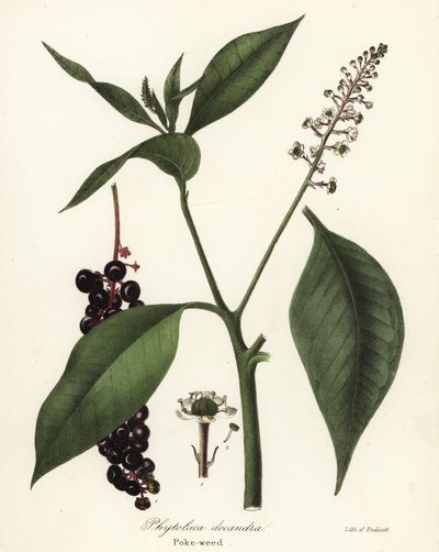 Kermesbeere, Phytolacca americana von Endicott Endicott