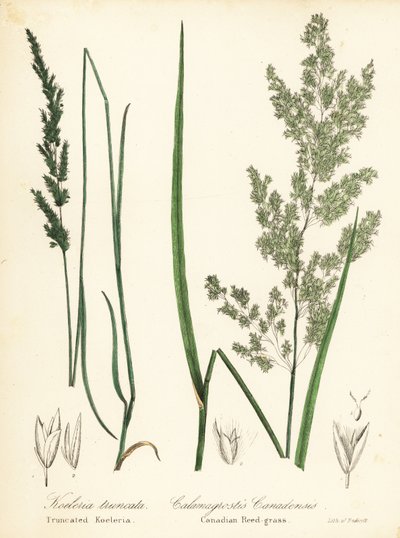 Prärie-Keilschuppe und Kanadisches Schilfrohrgras von Endicott Endicott