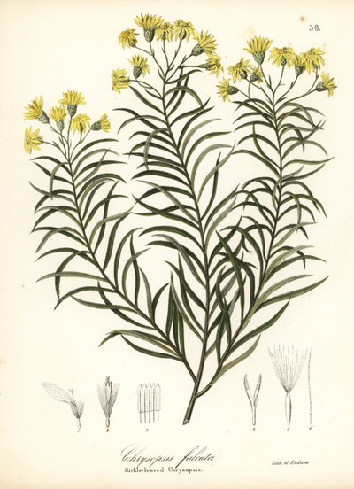 Sichelblatt-Seidengras oder Sichelblättriger Goldaster, Pityopsis falcata (Sichelblättrige Chrysopsis, Chrysopsis falcata) von Endicott Endicott