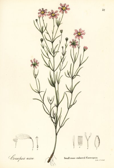 Kleine rosafarbene Coreopsis, Coreopsis rosea von Endicott Endicott