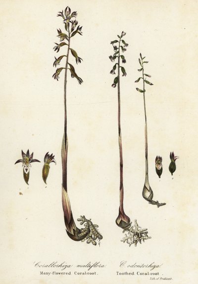 Gefleckte Korallenwurzel, Corallorhiza maculata, und Herbst-Korallenwurzel, Corallorhiza odontorhiza (Vielblütige Korallenwurzel, Corallorhiza multiflora, und Gezähnte Korallenwurzel) von Endicott Endicott
