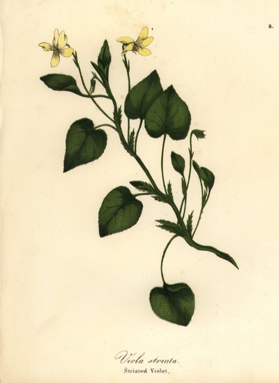 Gestreiftes Cremeveilchen, Cremeveilchen oder gestreiftes Veilchen, Viola striata von Endicott Endicott