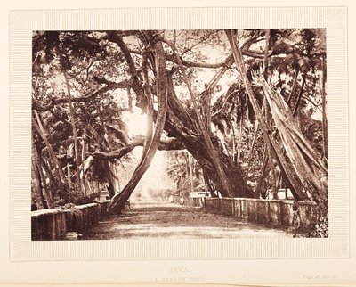 Ein Banyanbaum, Java von English Photographer