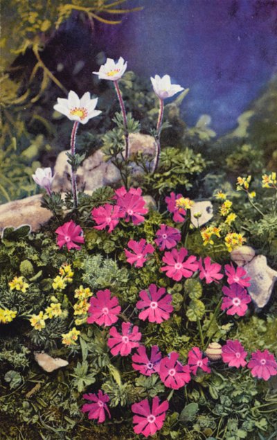 Alpenblumen: Draba Aizoides mit Primula Minima (Mitte) und Anemone Baldensis (hinten) von English Photographer