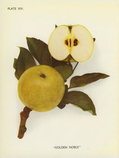 Äpfel von England: Golden Noble von English Photographer