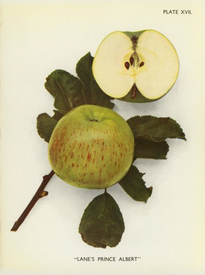 Äpfel von England: Lane