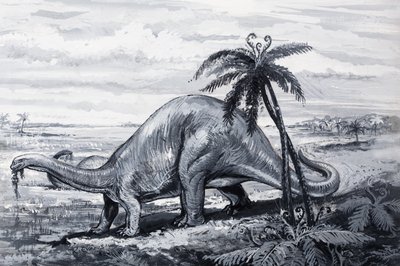 Brontosaurus von English Photographer