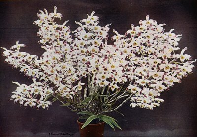 Dendrobium Wardianum von English Photographer