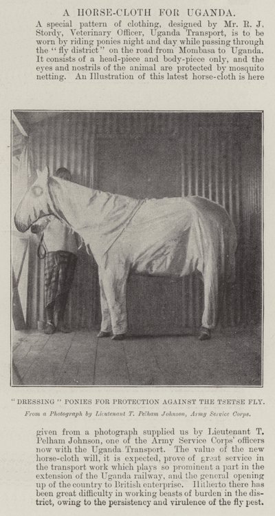 Ponys zum Schutz gegen die Tsetsefliege vorbereiten von English Photographer