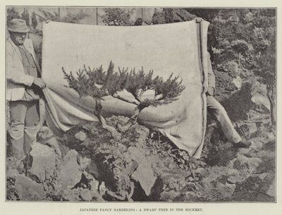 Japanische Ziergärtnerei, ein Zwergbaum im Steingarten von English Photographer