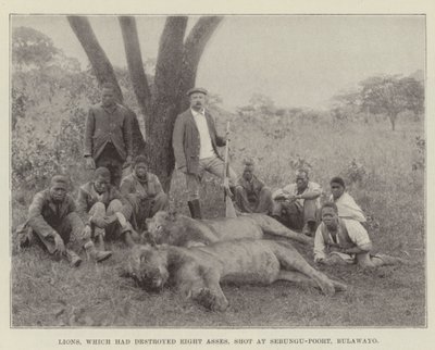 Löwen, die acht Esel zerstört hatten, erschossen bei Sebungu-Poort, Bulawayo von English Photographer