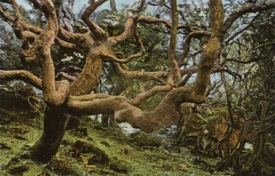 Alte Eiche, der Erdrutsch von English Photographer