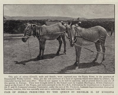Paar Zebras, der Königin von Menelik II. von Äthiopien geschenkt von English Photographer