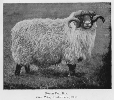 Rough Fell Widder, Erster Preis, Kendal Show von English Photographer