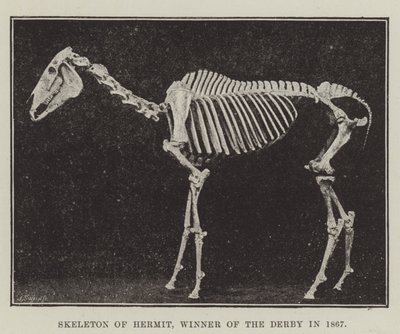 Skelett von Hermit, Gewinner des Derbys 1867 von English Photographer