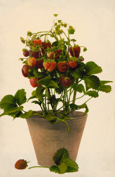 Erdbeeren in einem Topf von English Photographer