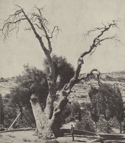 Die Eiche von Mamre; Abrahams Eiche, wo Abraham sein Zelt aufschlug und einen Altar baute von English Photographer