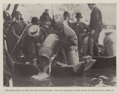 Die Wiederauffüllung der Themse mit Lachsen, Einsetzen von Junglachsen in den Fluss bei Teddington, 23. April von English Photographer