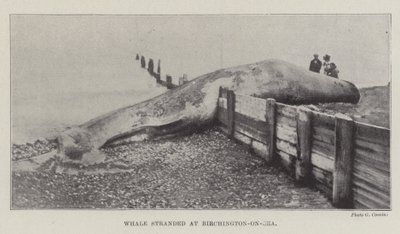 Gestrandeter Wal in Birchington-on-Sea von English Photographer