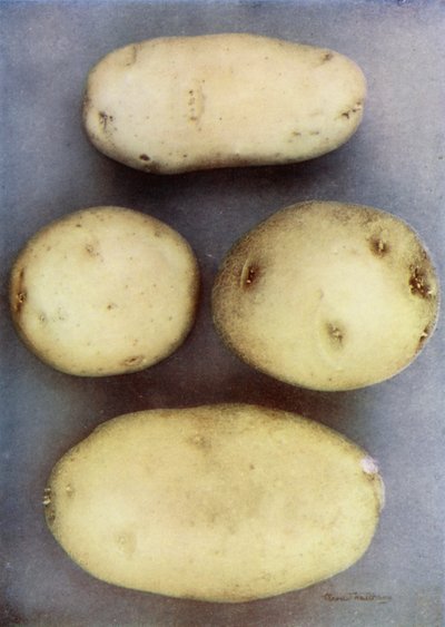 Weiße Kartoffeln von English Photographer