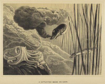 Ein Tintenfisch, der seine Wolke macht von English School