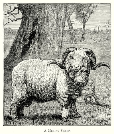 Ein Marino-Schaf von English School