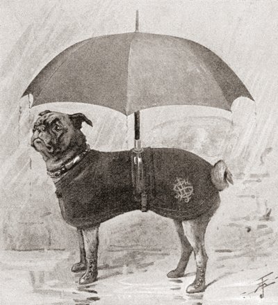 Ein Mops mit Stiefeln, Mantel und Regenschirm, um sich vor dem Regen zu schützen von English School