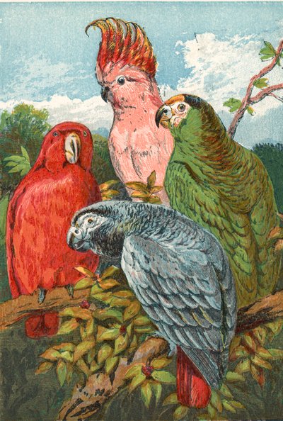 Ein roter, grauer und grüner Papagei und ein Kakadu von English School