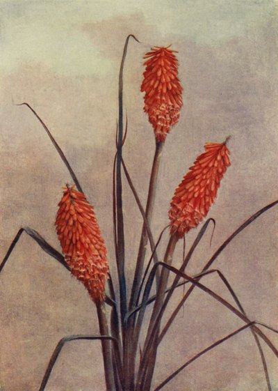 Eine prächtige Fackelblume, Kniphofia Corallina Superba von English School