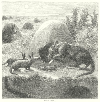Erdferkel von English School