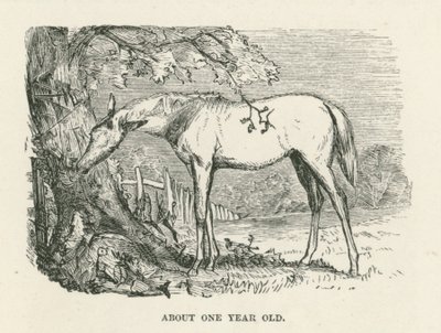 Etwa ein Jahr alt (Gravur) von English School