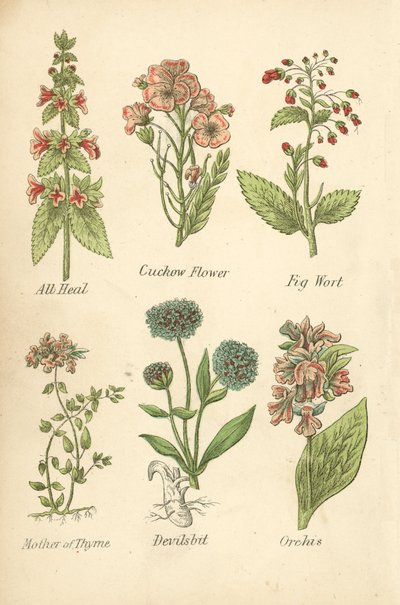 Allheil, Kuckucksblume, Feigenkraut, Mutterkraut, Teufelsbiss, Orchis von English School