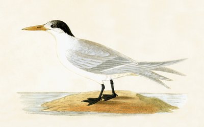 Allied Tern, Illustration aus 