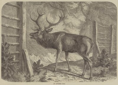 Ein Hirsch mit Geweih von English School