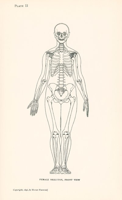 Anatomie: Weibliches Skelett, Vorderansicht von English School