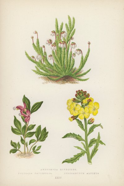 Andromeda Hypnoides; Polygala Paucifolia; Cheiranthus Alpinus von English School