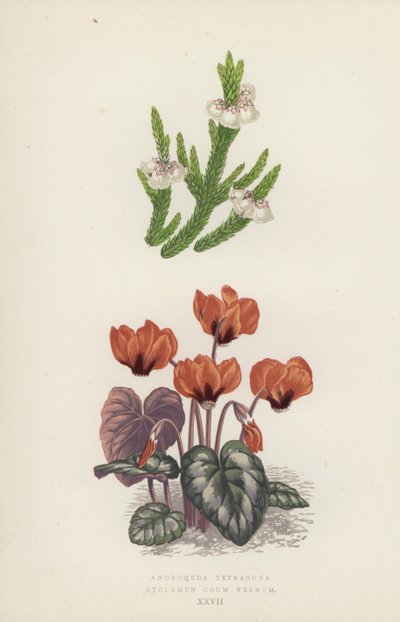Andromeda Tetragona; Cyclamen Coum Vernum von English School
