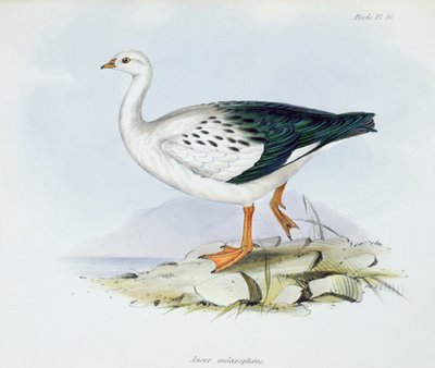 Anser Melanopterus, aus Die Zoologie der Reise der H.M.S. Beagle 1832-36, von Charles Darwin, 1840 von English School